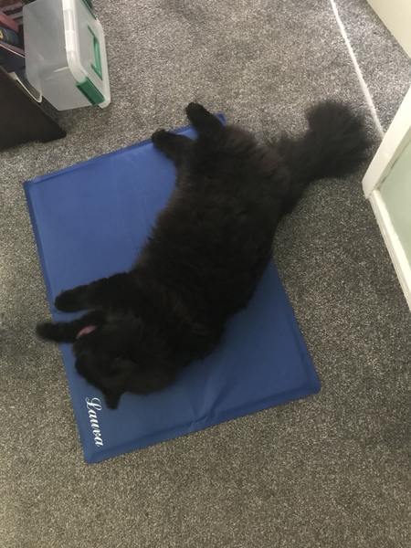Pilling the cat: 100 easy steps