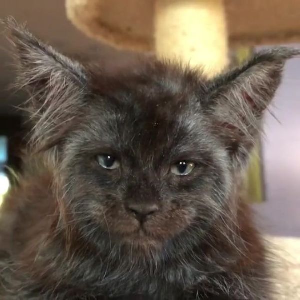 I just watched the trailer for the film version of Cats