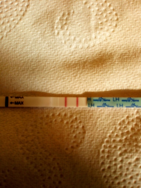 TTC after pregnancy loss thread 31 - baby penguins are coming!