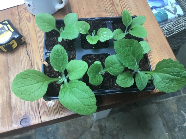 A few plant IDs please