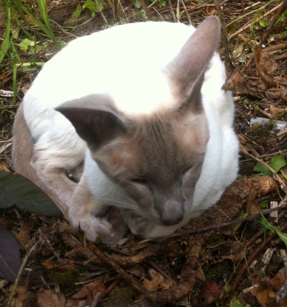 Westminsterenders where are you? NB this is NOT the official thread*