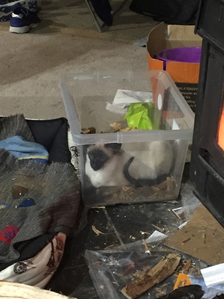 To think the kitchen fruit bowl is not the place for the cat to snooze in!