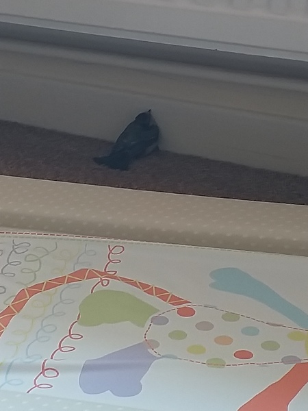 Bird in the bedroom