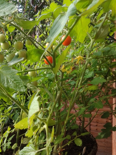 Allotment/Veg Patch Thread 14 ! growing into summer