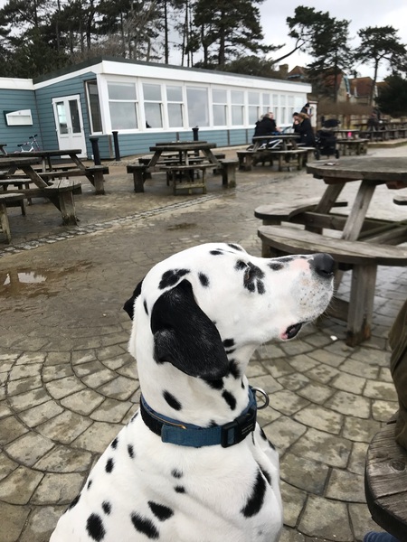A Sunday night dog photo thread