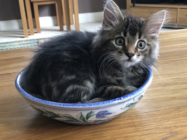 To think the kitchen fruit bowl is not the place for the cat to snooze in!