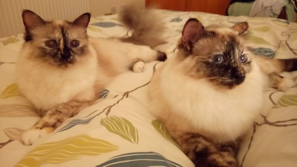 New Kitten Advice