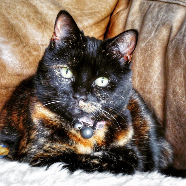 Westminsterenders where are you? NB this is NOT the official thread*