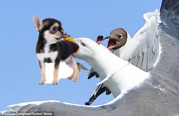 AIBU to wonder if a seagull could really steal a chihuahua????