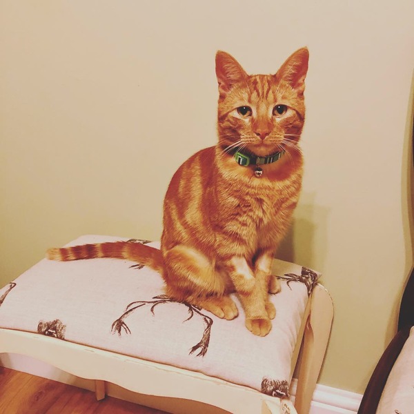 To not clean up after our sick cat?
