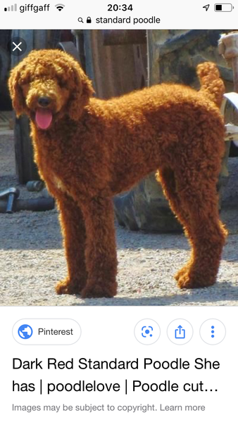Another dog breed advice thread - sorry!