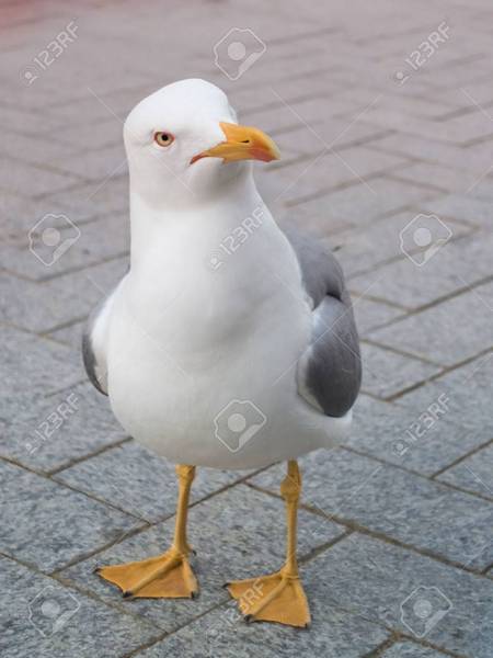 AIBU to wonder if a seagull could really steal a chihuahua????