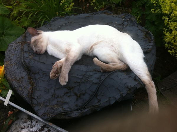 Westminsterenders where are you? NB this is NOT the official thread*