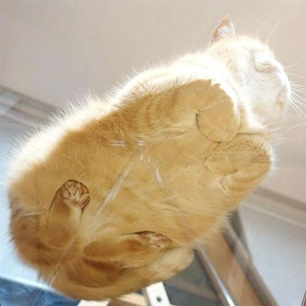 To really want a full glass dining table?