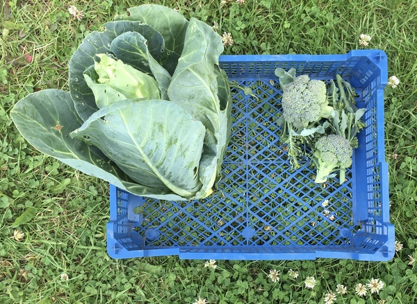 Allotment/Veg Patch Thread 14 ! growing into summer