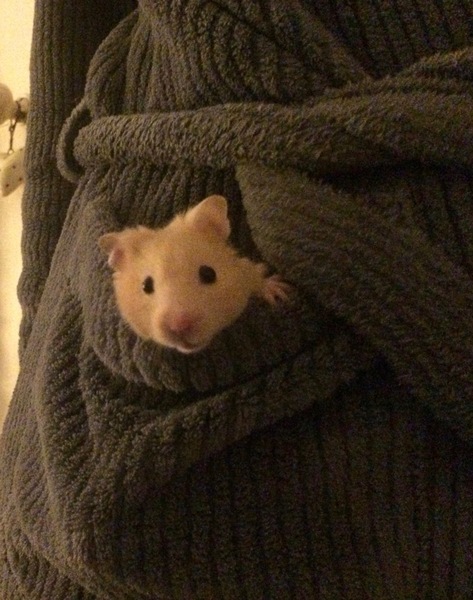 To let my hamster be a house hamster?
