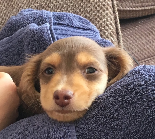 Dachshund owners please help!