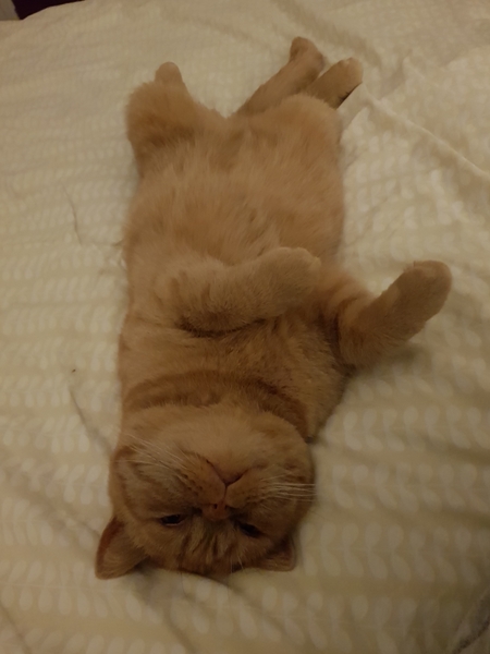 Smooshy tummy