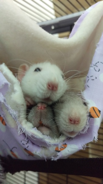 Rats, the full story, please!