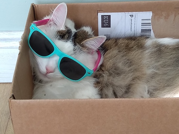 What's your DCat up to today? (Thread 7!)