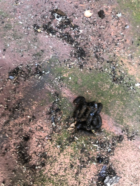 What’s had a shit behind my outdoor bins?