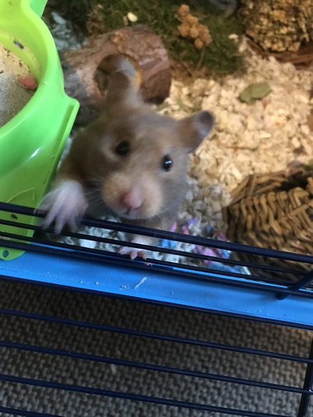 To let my hamster be a house hamster?