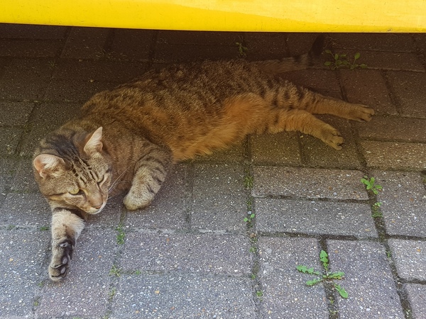 Next door's -thug- cat