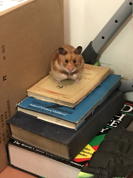 To let my hamster be a house hamster?