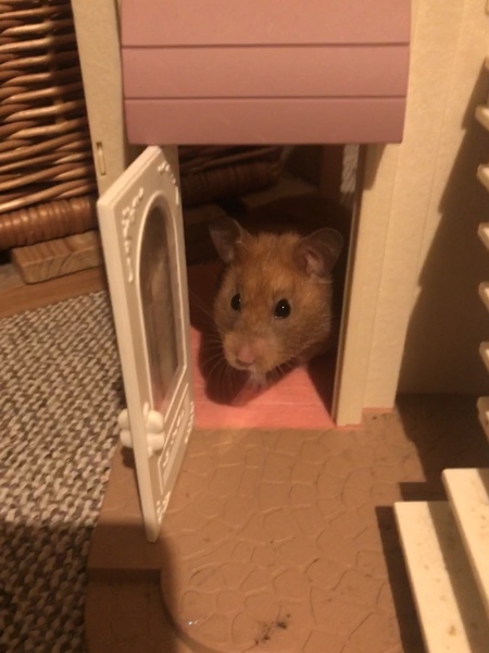 To let my hamster be a house hamster?