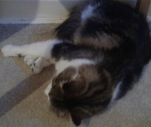 My cat has cancer, when to PTS?