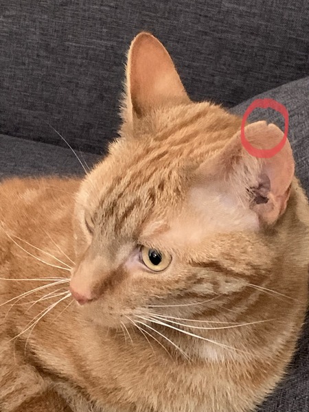 What’s wrong with my cat’s ear?