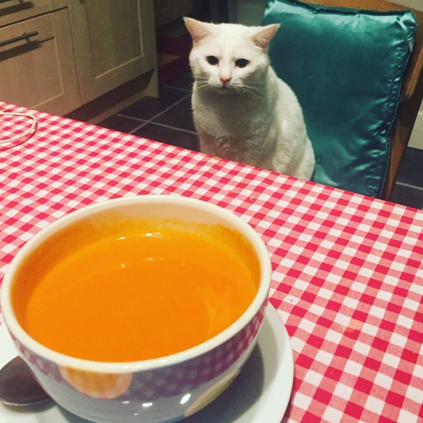 'Adopt don't shop' - tell me about your rescue cats