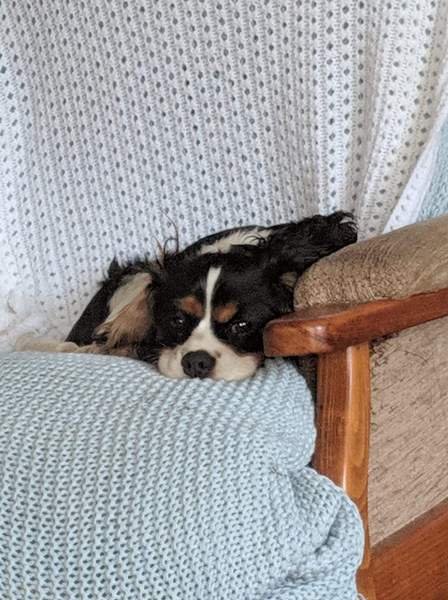 A Sunday night dog photo thread
