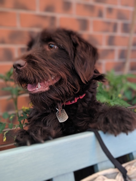 A Sunday night dog photo thread