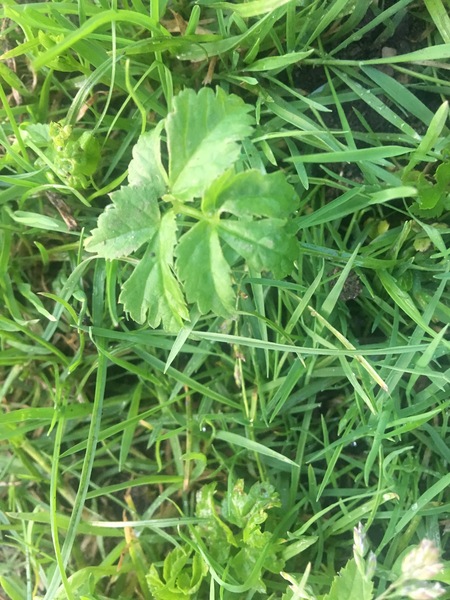 Advice needed on how to get rid of this mysterious weed!