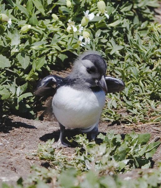Are birds waterproof?