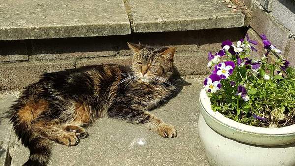 'Adopt don't shop' - tell me about your rescue cats