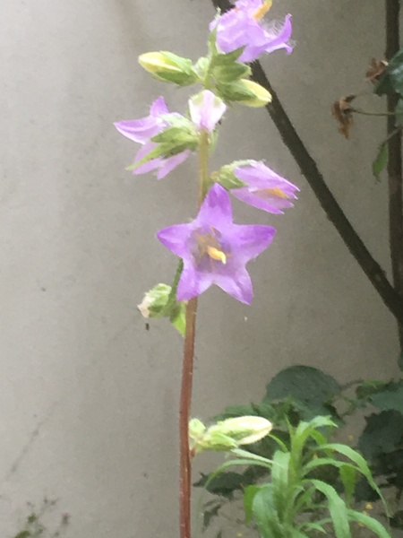 Another plant ID