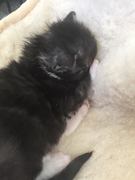 Please help me find a name for Stanley's little brother.