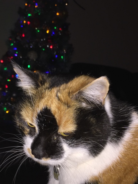 To wish MIL would get her own life