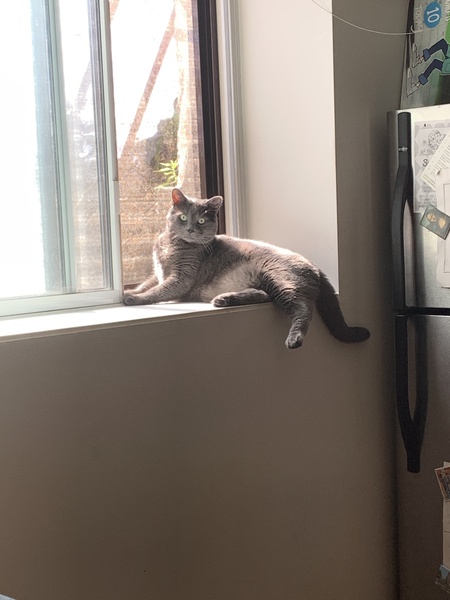 To get a cat?