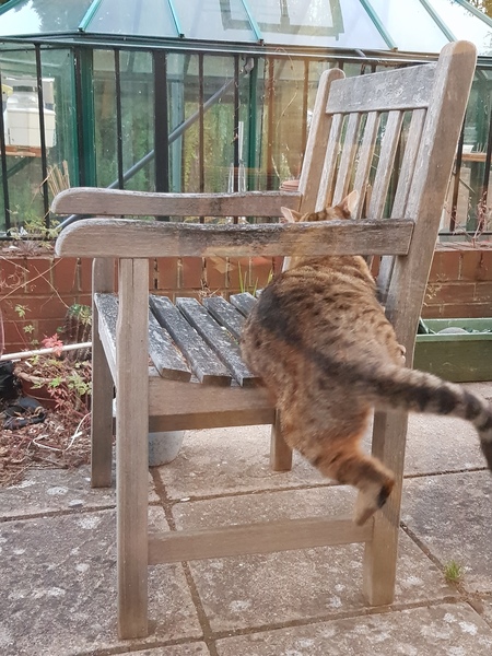 Next door's -thug- cat