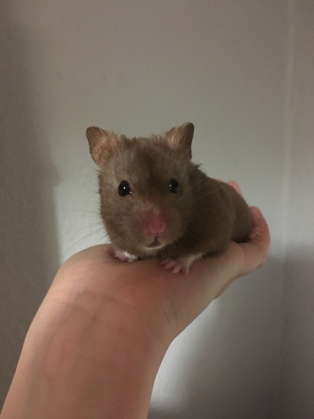 To let my hamster be a house hamster?