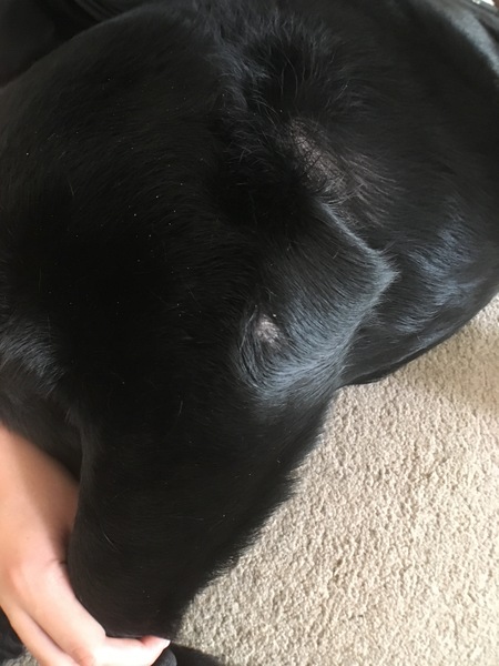Dry flakey bald patch
