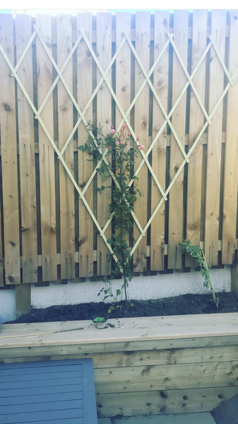 Spacing miniature climbing roses - picture!