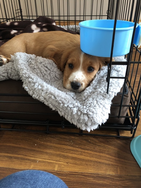 Ok so we picked up the pup...