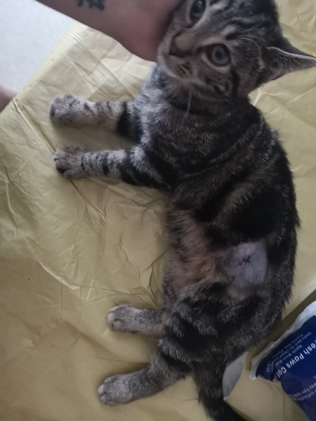 Pain relief after being spayed.