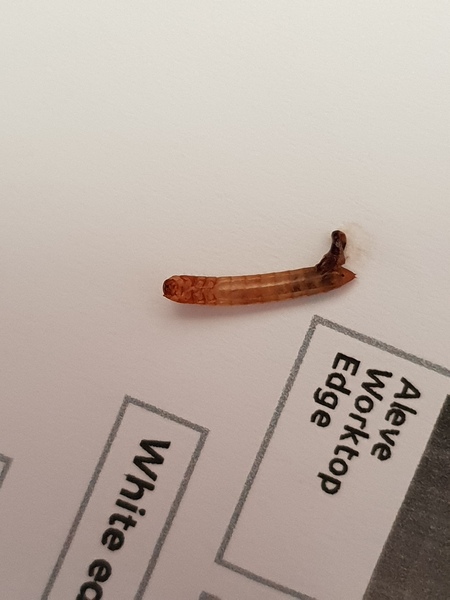 Wtf is this?