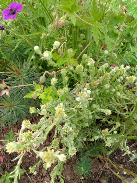 Can anyone identify this please?