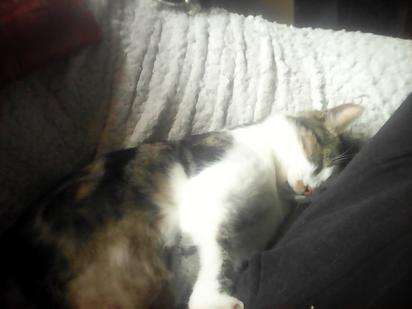 'Adopt don't shop' - tell me about your rescue cats